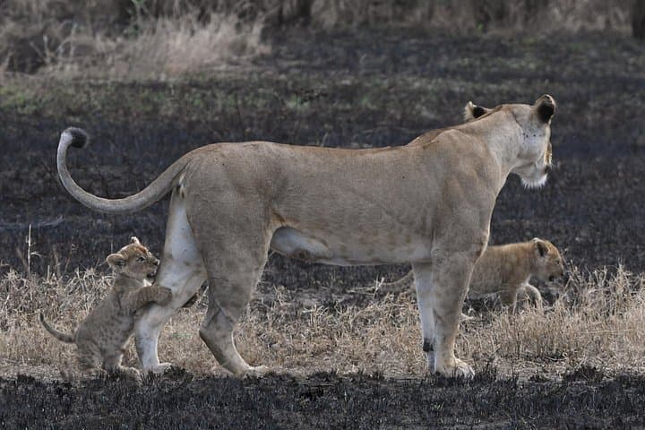 4-Day Amboseli & Tsavo Safari: Kilimanjaro Views, Mzima Springs and Big Game photo 2