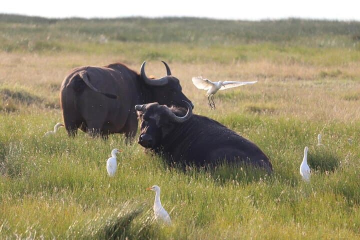 4-Day Amboseli & Tsavo Safari: Kilimanjaro Views, Mzima Springs and Big Game photo 4