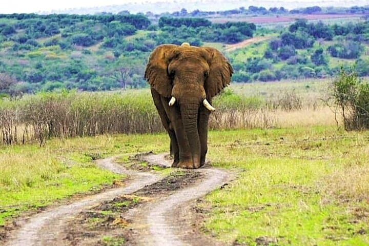2-Day Akagera Safari & Sunset Boat Cruise with Overnight Camping photo 4