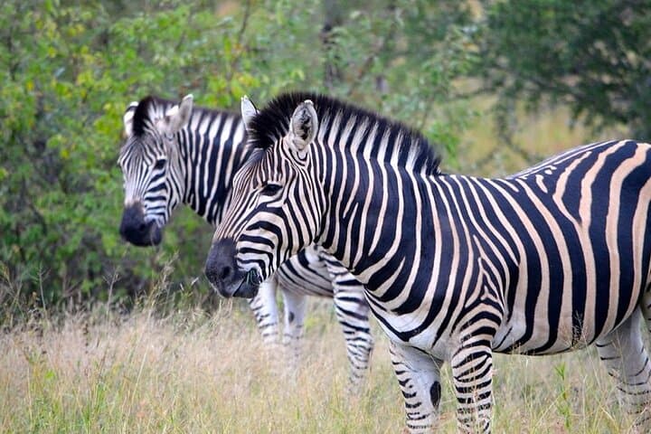 2-Day Akagera Safari & Sunset Boat Cruise with Overnight Camping