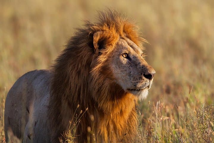 12-Day Private Camping Safari from Arusha — Tarangire, Serengeti & Ngorongoro photo 1
