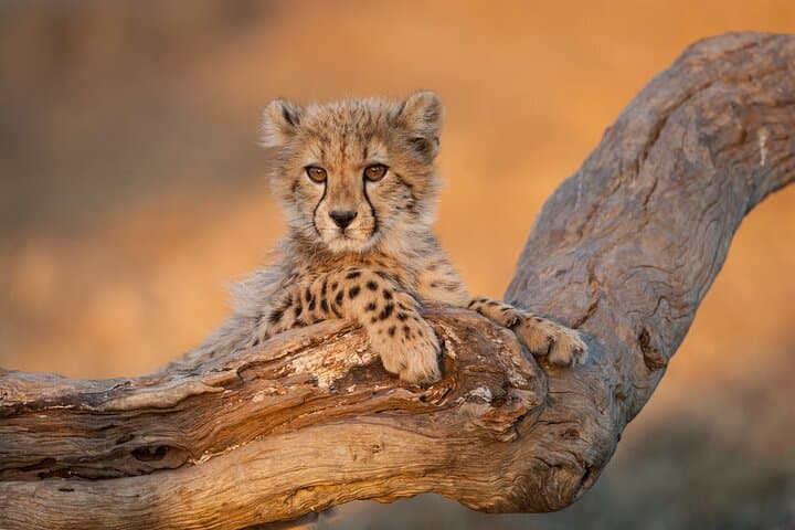 12-Day Private Camping Safari from Arusha — Tarangire, Serengeti & Ngorongoro photo 3