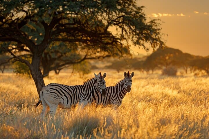 12-Day Private Safari from Arusha — Serengeti, Ngorongoro & Ol Doinyo Lengai