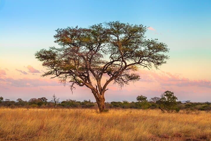 12-Day Private Camping Safari from Arusha — Tarangire, Serengeti & Ngorongoro photo 2