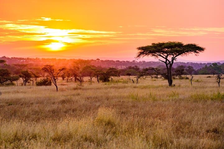 12-Day Private Safari from Arusha — Serengeti, Ngorongoro & Ol Doinyo Lengai photo 4