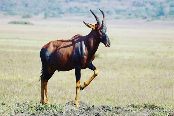 2-Day Akagera Safari & Sunset Boat Cruise with Overnight Camping photo 2