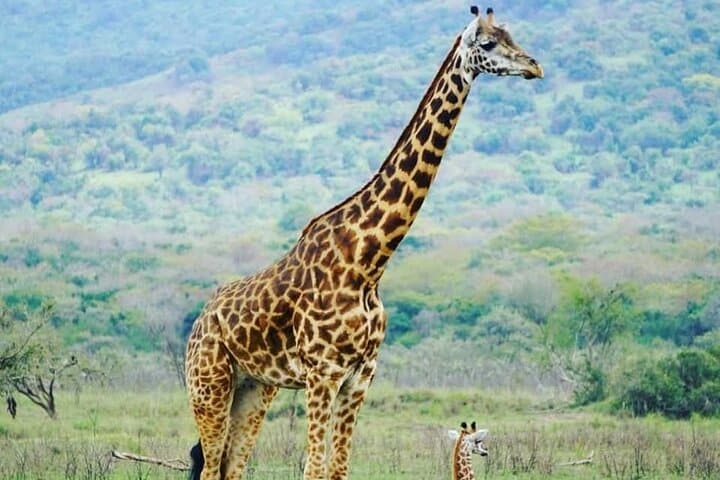 2-Day Akagera Safari & Sunset Boat Cruise with Overnight Camping photo 3