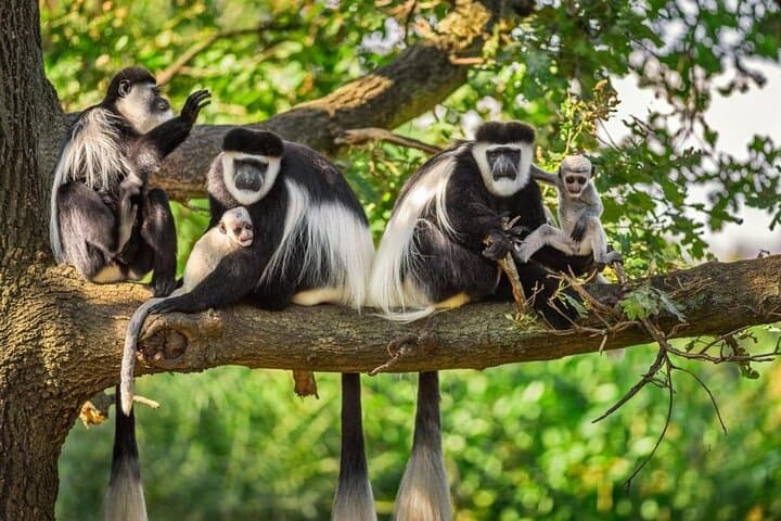 Best of Rwanda: 8-Day Gorilla Trek, Nyungwe Canopy & Lake Kivu Safari photo 3