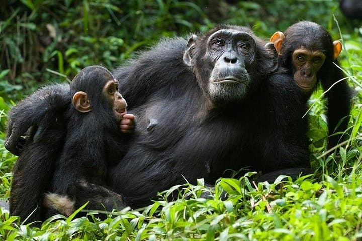 2-Day Chimpanzee Trekking in Nyungwe Forest & King's Palace Cultural Tour