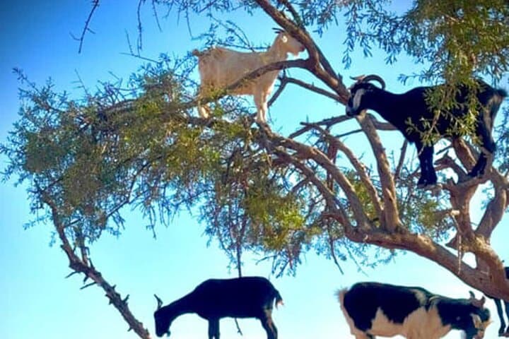 Taghazout Quad Safari & Argan Tree Goats — Agadir Desert Ride and Berber Tea photo 2