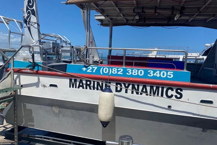 Great White Shark Cage Diving Day Trip from Cape Town to Gansbaai photo 4