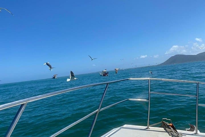 Cape Town Shark Cage Diving in Gansbaai: Full-Day Trip to Dyer Island photo 5