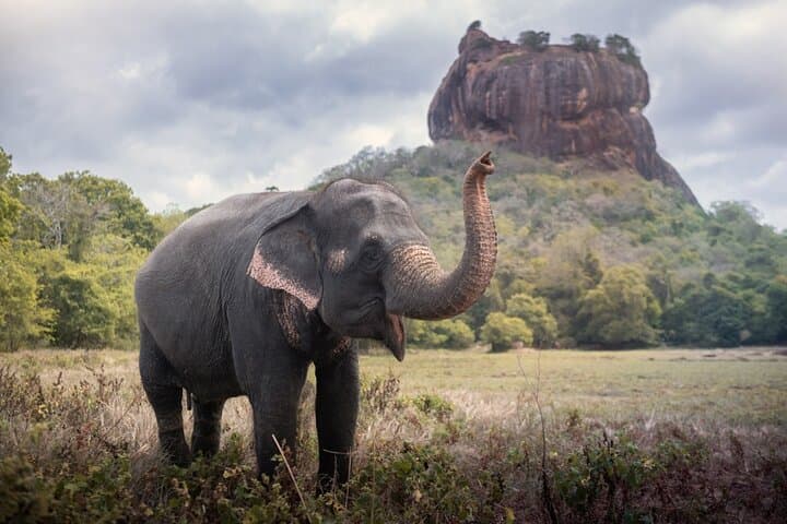 Sigiriya Sunrise Climb and Dambulla Cave Temple Private Day Trip from Bentota photo 4