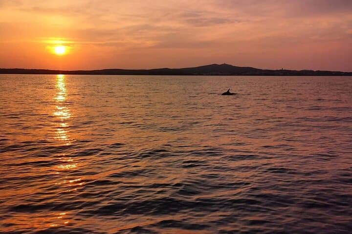 Asinara Day Cruise from Stintino — Dolphins, White Donkeys & Snorkeling photo 4
