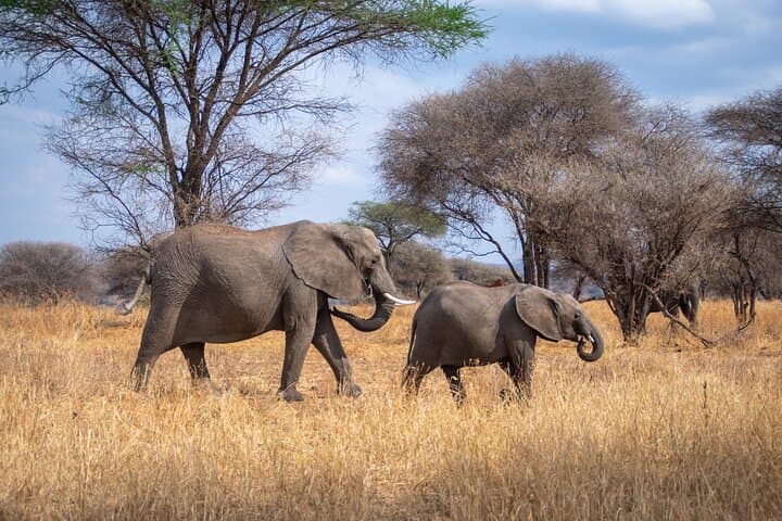 12-Day Private Safari from Arusha — Serengeti, Ngorongoro & Ol Doinyo Lengai photo 3