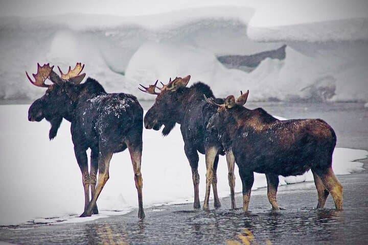 Yellowstone Winter Wildlife Safari: Lamar Valley Wolves & Mammoth Hot Springs Snowshoe photo 1