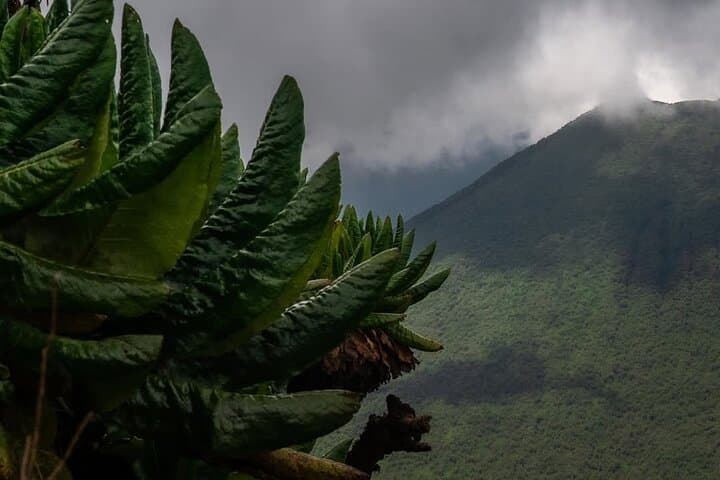 Climb Mount Muhabura: 2-Day Hike from Kisoro photo 3
