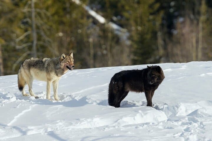 Yellowstone Winter Wildlife Safari: Lamar Valley Wolves & Mammoth Hot Springs Snowshoe photo 3
