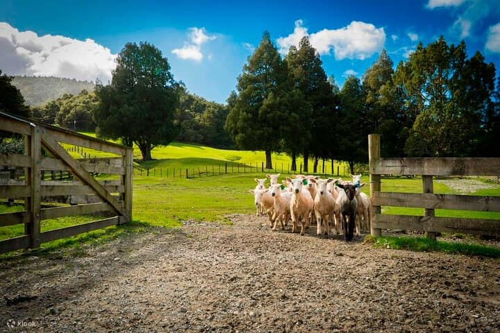 Auckland Sheep Shearing & City Highlights Day Tour with Lunch