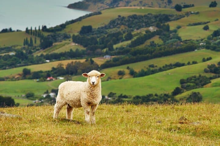 Auckland Sheep Shearing & City Highlights Day Tour with Lunch photo 6