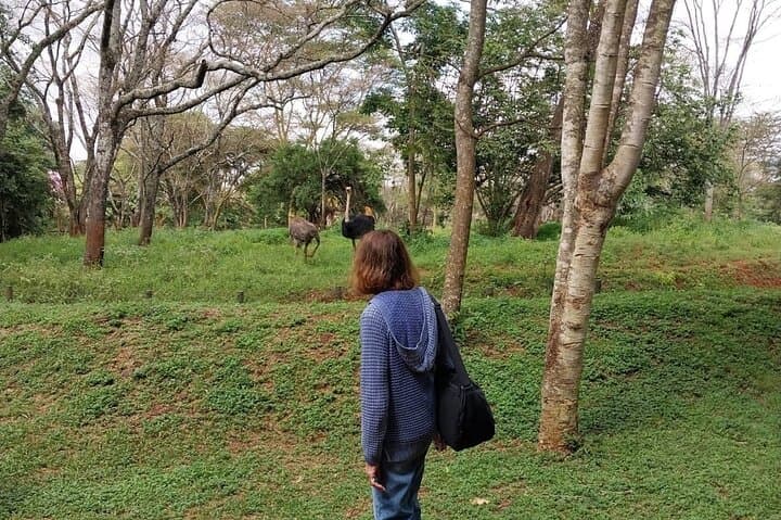 Nairobi Highlights: Giraffe Centre, Orphanage & Bomas Cultural Tour photo 5