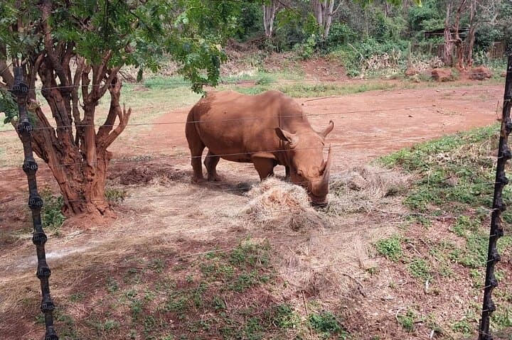 Nairobi Highlights: Giraffe Centre, Orphanage & Bomas Cultural Tour photo 6