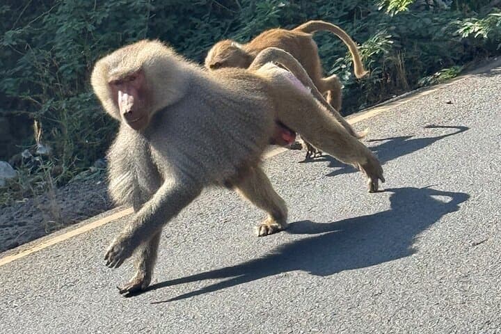 Two-Day Awash National Park Safari: Waterfalls, Hot Springs & Fantale Crater