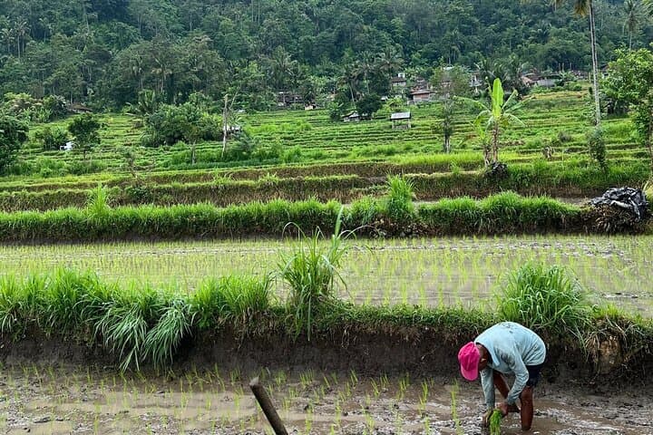 Sidemen Highlights Day Tour: Rice-Field Walks, Waterfalls & Traditional Balinese Life photo 3