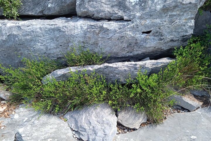 Petralona Cave Natural History Guided Tour — Science-Led Walk in Halkidiki photo 2