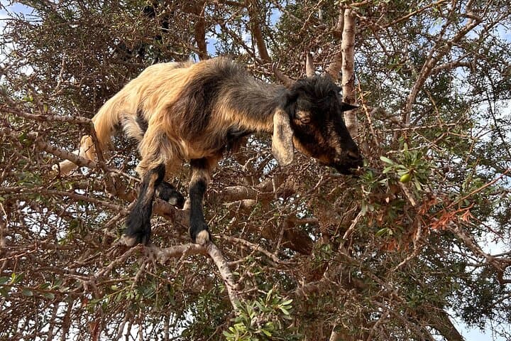 Quad Biking & Goats in Argan Trees: Agadir Desert Adventure photo 4