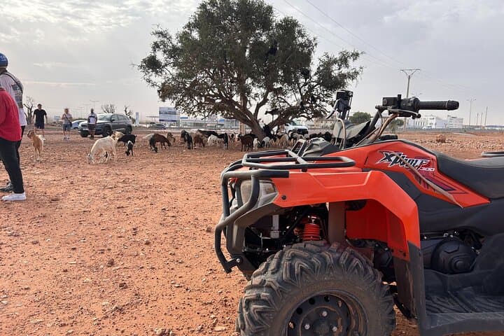 Quad Biking & Goats in Argan Trees: Agadir Desert Adventure