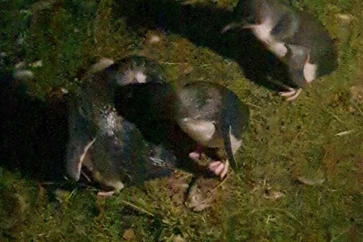 Private Phillip Island Day Tour: Penguins, Wildlife & Coastal Views from Melbourne photo 2