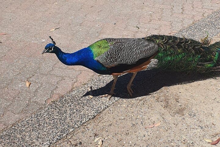 Private Phillip Island Day Tour: Penguins, Wildlife & Coastal Views from Melbourne photo 4