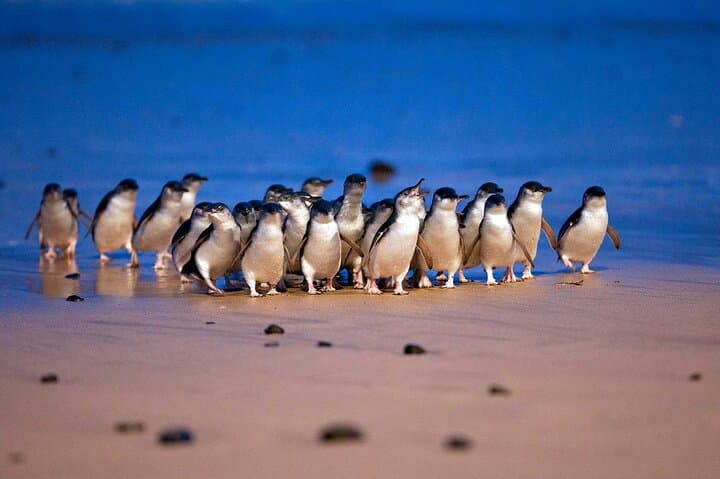Phillip Island Penguin Parade & Moonlit Sanctuary: Small-Group Premium Day Tour from Melbourne