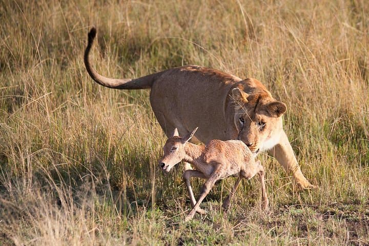 7-Day Kenya Safari: Amboseli, Naivasha, Nakuru & Masai Mara photo 1