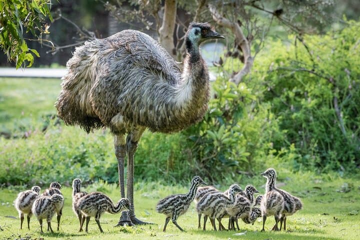 Grampians Great Wildlife Escape: Small-Group Day Trip from Melbourne photo 3