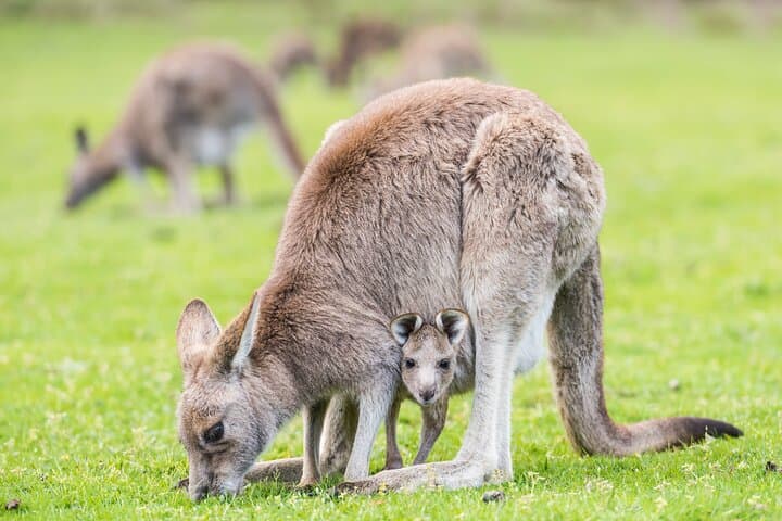Grampians National Park Day Trip: MacKenzie Falls, The Balconies & Kangaroos photo 2