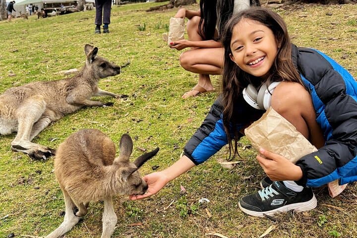 Mt Field National Park & Russell Falls Day Tour from Hobart with Bonorong Wildlife photo 5