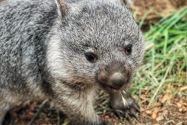 Mt Field National Park & Russell Falls Day Tour from Hobart with Bonorong Wildlife photo 6