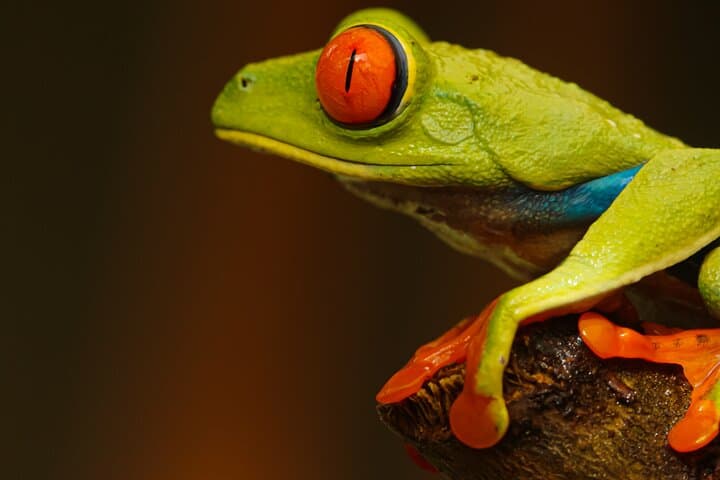 Arenal Night Walk: Private Nocturnal Rainforest Tour at Mirador El Silencio