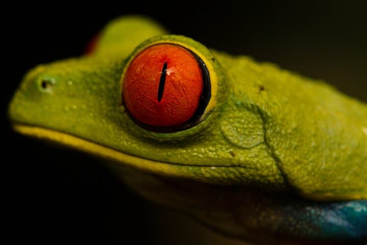 Arenal Night Walk: Private Nocturnal Rainforest Tour at Mirador El Silencio photo 3