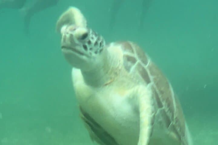 Private VW Beetle Tour: Swim with Turtles and Tulum Ruins Day Trip photo 2