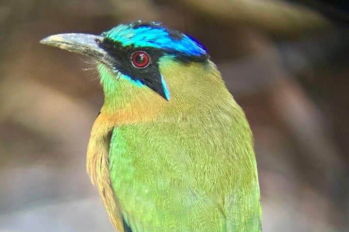 Manuel Antonio Guided Wildlife Walk: 2-Hour Naturalist Tour with Beach Access photo 2