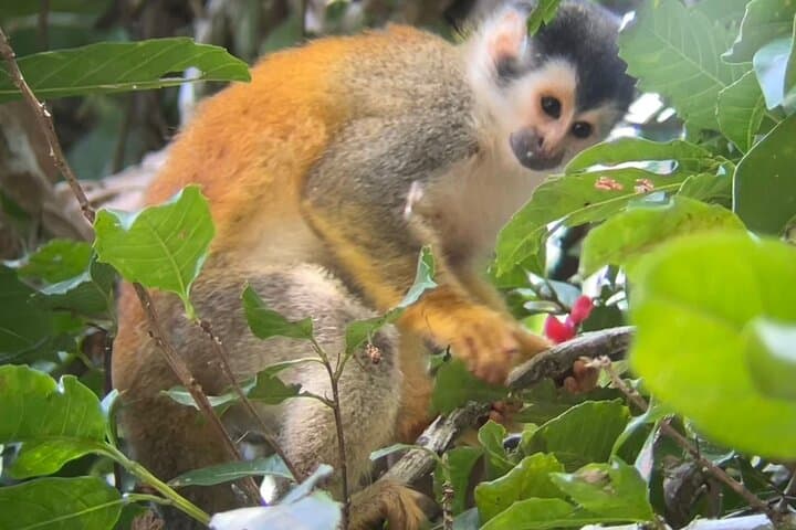 Manuel Antonio Guided Wildlife Walk: 2-Hour Naturalist Tour with Beach Access photo 4