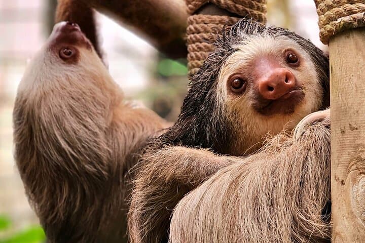 Manuel Antonio Guided Wildlife Walk: 2-Hour Naturalist Tour with Beach Access