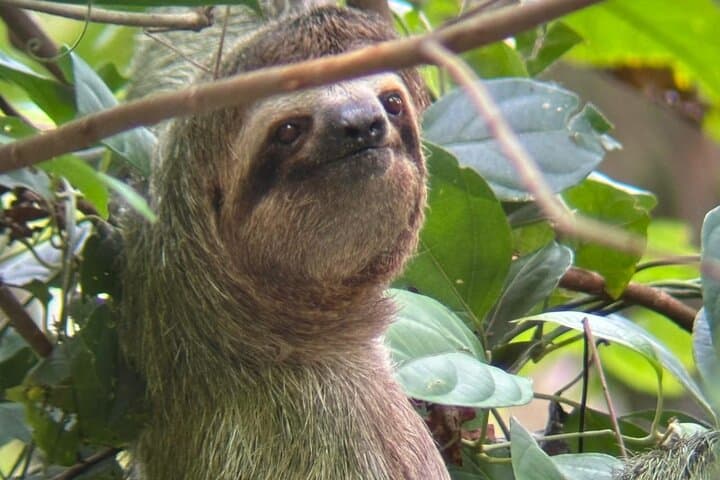 Manuel Antonio Guided Wildlife Walk: 2-Hour Naturalist Tour with Beach Access photo 3