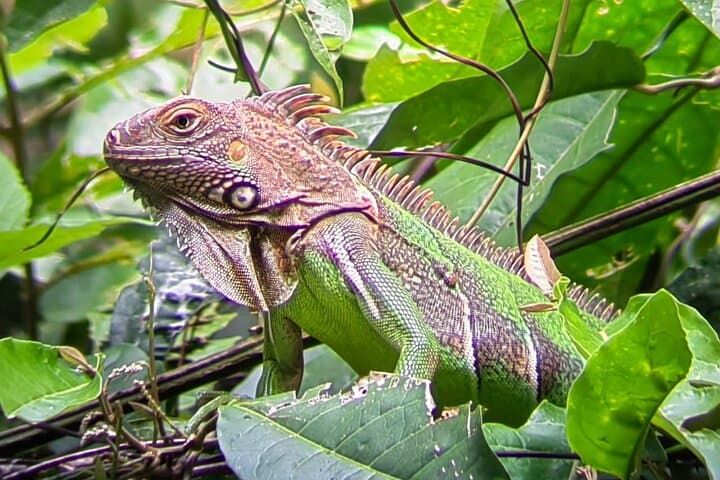 Manuel Antonio Guided Wildlife Walk: 2-Hour Naturalist Tour with Beach Access photo 6