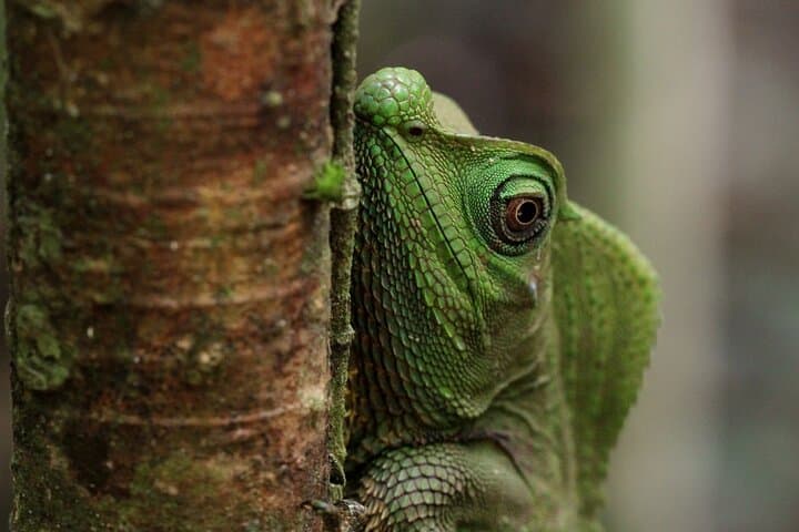 Sinharaja Rain Forest Full-Day Tour: Kakunalla & Pathanoya Falls Wildlife Walk photo 2