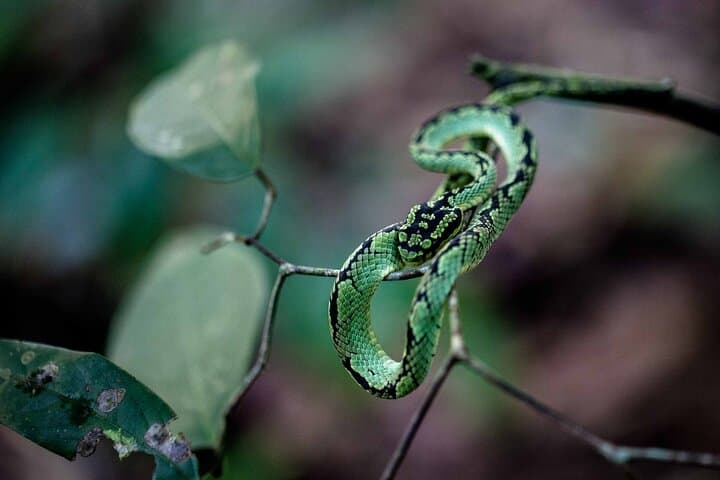 Sinharaja Rain Forest Full-Day Tour: Kakunalla & Pathanoya Falls Wildlife Walk photo 3