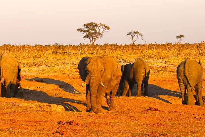 Hwange Full-Day Safari from Victoria Falls — Big Game & Waterhole Viewing